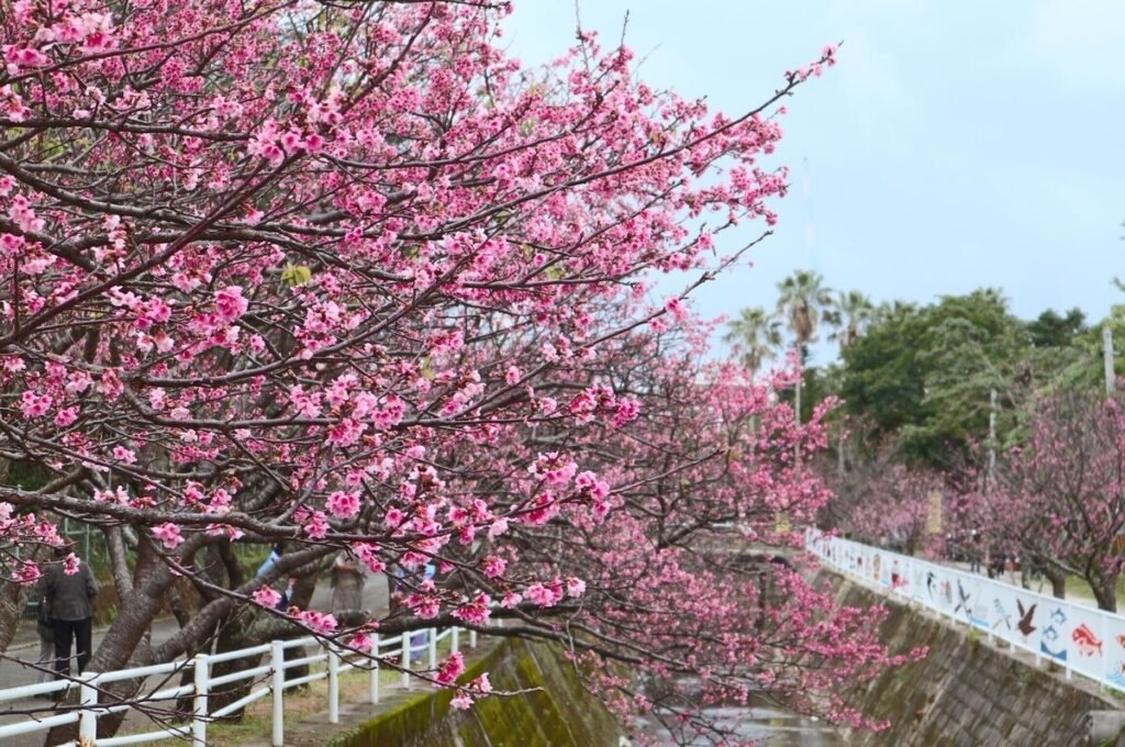 🌸 요기 공원(요기코엔) 이미지 9